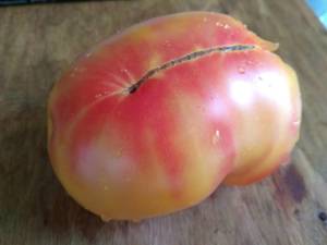 Stan Ley tomatoes on the vine