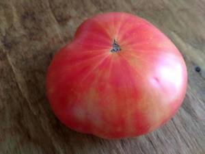 Yellow and red Northern Lights bicolor tomato on the vine
