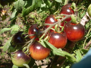 Golubika Blueberry tomato harvest