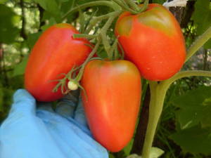 Kazakh Plum tomato harvest, photo by irysska (1)