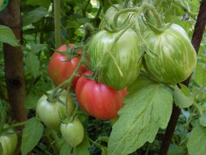Striped Don Juan paste tomatoes loaded on the bush