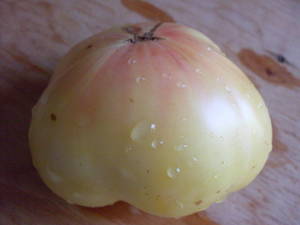 Large white queen tomato