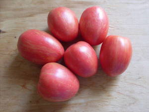 Bowl full of harvested Don Juan tomatoes