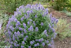 caryopteris-clandonensis-blue-balloon-254dc753bcce0c_720x600.jpg