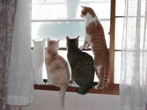 funny_cats_06.thumb.jpg.9afa9a910e52c2ff6a1f3a4abf148114.jpg