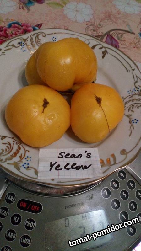 Жёлтый карлик Шона, Sean's Yellow Dwarf