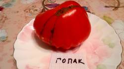 Гопак