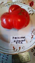 Русская красавица