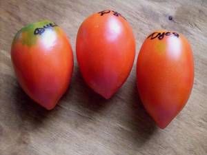 Red Dusya tomato ripening on the plant