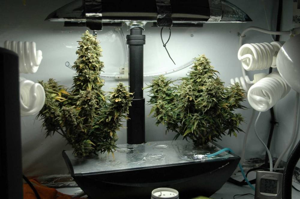 гидропоника выращивание марихуаны от и до
