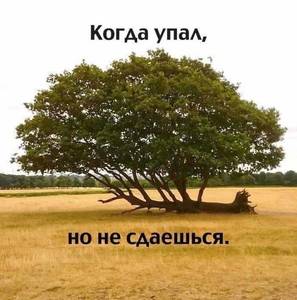 упал.jpg