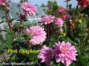 Pink Gingham 2.jpg