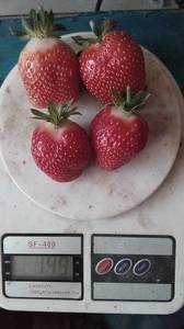 Земляника НДС Фурор 14 августа 2016г (8).jpg