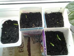 image перчата.jpg