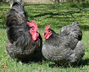 Blue australorp rooster and hen.JPG