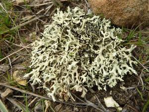 phoca_thumb_l_kea_xanthoparmelia camtschadalis3.jpg