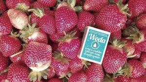 Земляника НДС Фурор 14 августа 2016г (6).jpg