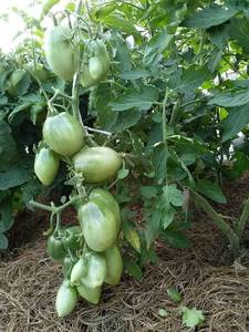 золотой самородокмна улице.jpg