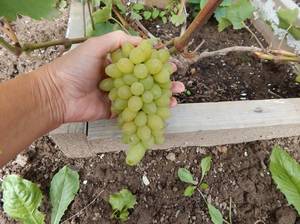 DSCN0364.thumb.jpg.2a3719dd67a631b50a2b63a519beab33.jpg