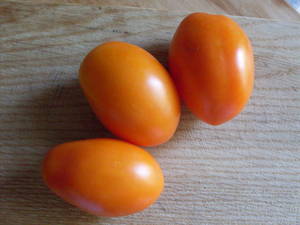 Yelisey tomato on the bush