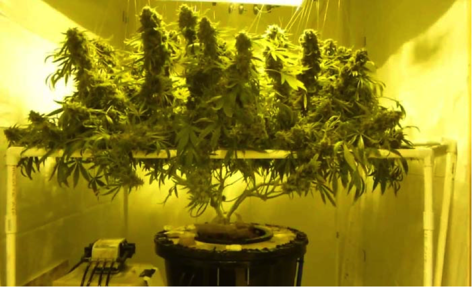 Способ выращивания марихуаны видео классный час здоровье и наркотики
