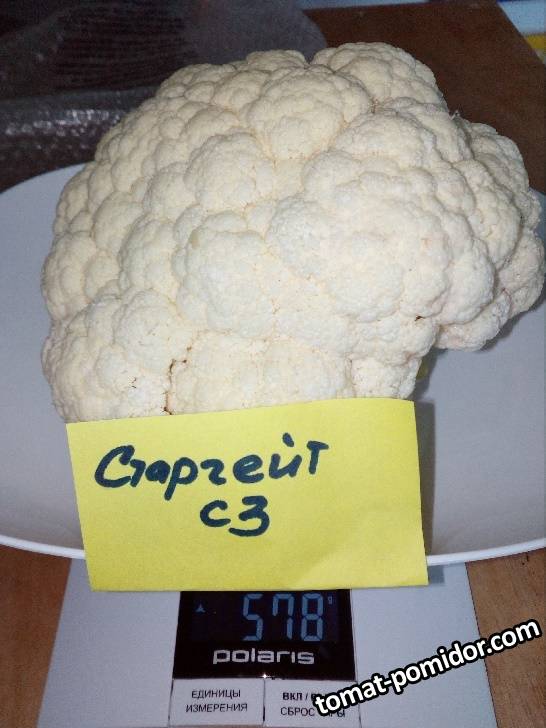 цв кап старгейт
