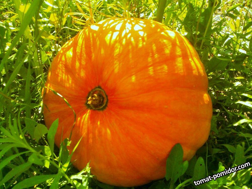 WP_002121-1036x777.jpg