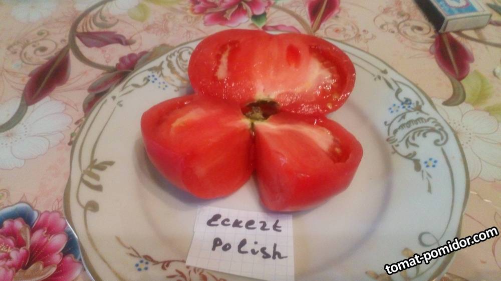 Eckert Polish