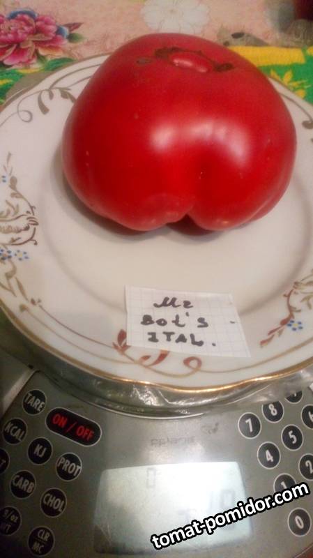 Mrs. Bot's Italian Giant
