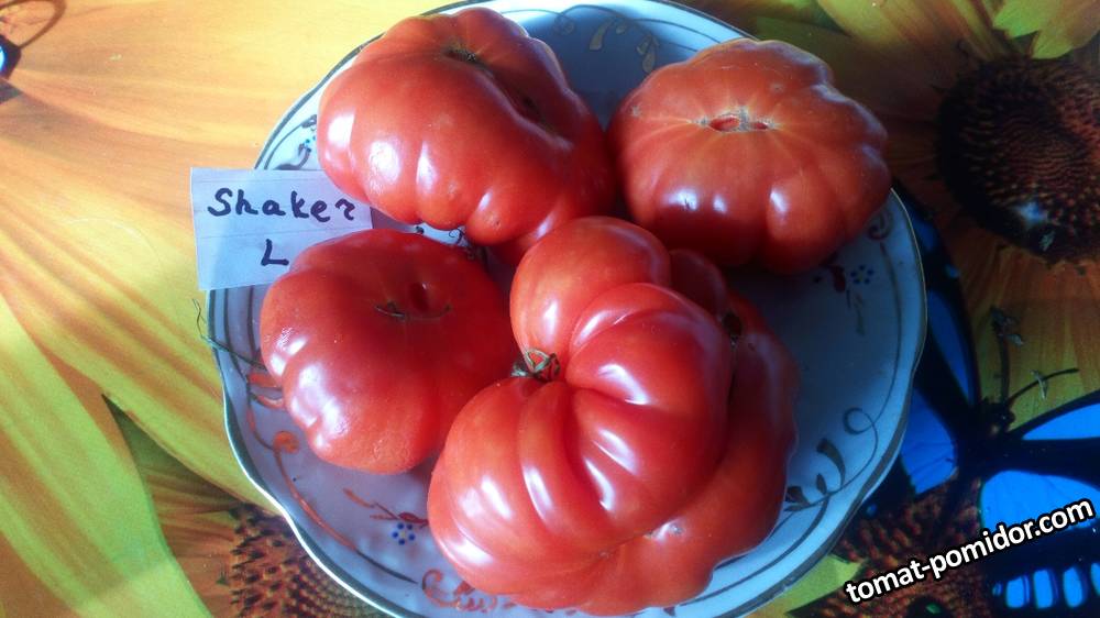 Shaker's Large Red