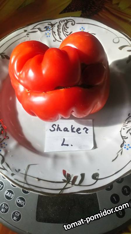 Shaker's Large Red