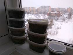 клематисы на проращивании.jpg