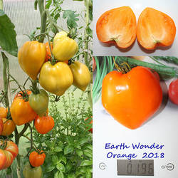 Earth Wonder Orange.jpg