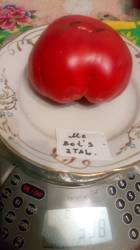 Mrs. Bot's Italian Giant
