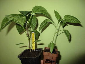 1043841220__22_03.thumb.jpg.cceb2fc360a29a428df8baeb1eff6a1a.jpg