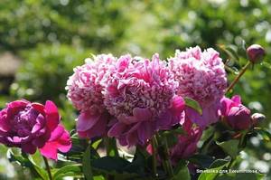 распберри айс2.jpg