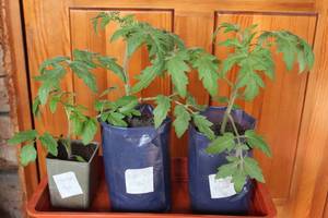 IMG_1220 - копия.JPG