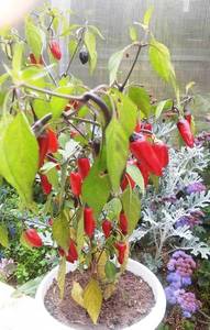 Пурпурный кайенский.jpg