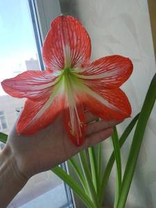 Гиппеаструм первое цветение.jpg