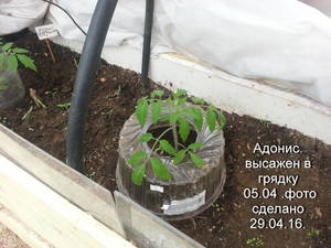 ААдонис,перечникфото №1.jpg
