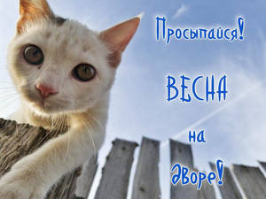 доброе утро весна.jpg