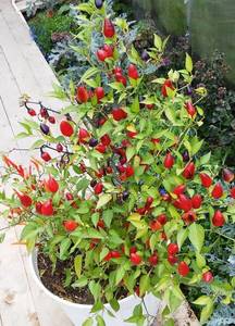 Филоус блю, пурпурны тигр и Орнаменталь Шу.jpg