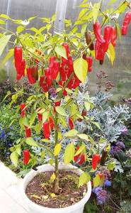 Хер питер.jpg