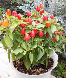 Все небо в звезжах.jpg