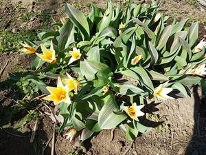 2019-03-30_20-36-36_063.thumb.jpg.07507ac5a3bb0a8f74292296c8051f52.jpg