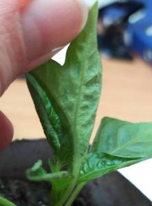 20190326_103353.thumb.jpg.d1dd30ea83660aeba7ac5154418c7306.jpg