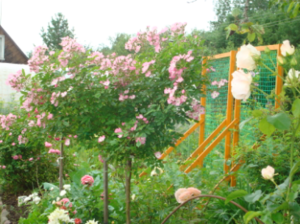 роза Балерина.png