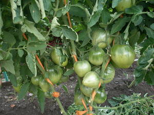 getImage ,батяня.jpg