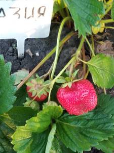 Азия 22.06.18.jpg