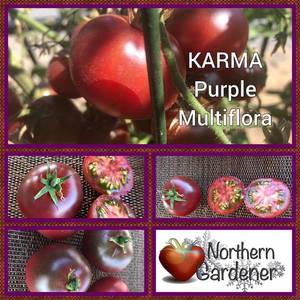 417637692_KarmaPurpleMultiflora.thumb.jpg.d348352957b6c575c6383103729eb65a.jpg